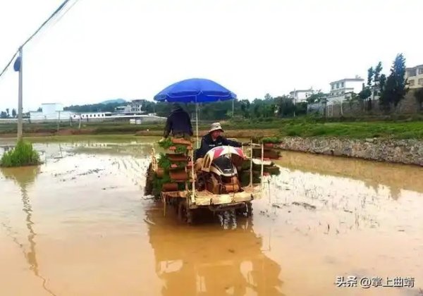 马龙区机械插秧赋能张安屯大米提质增效