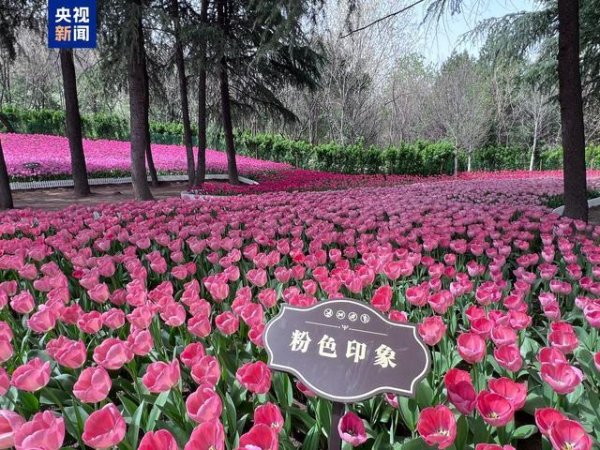秦岭国家植物园百花盛放“植物活化石”珙桐将进入盛花期