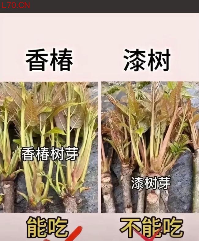 男子误把漆树芽当香椿 吃完脸浮肿 警惕“毒兄弟”误食风险
