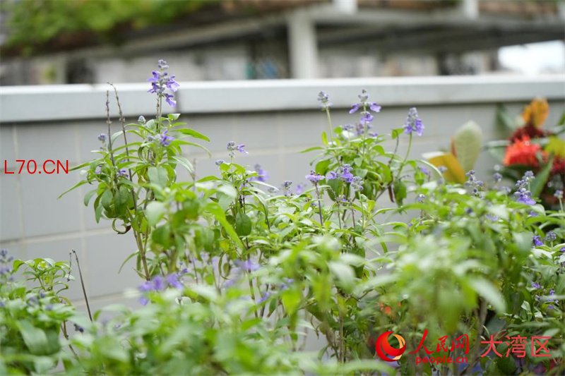 澳门旅游大学香草种植区。人民网 吴宇扬扬摄